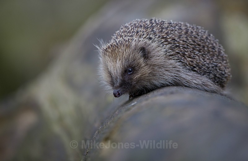 HEDGEHOGS - HEDGEHOGS