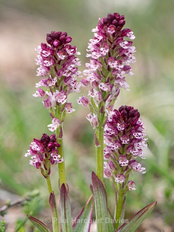 Burnt-tip Orchid (Neotinea ustulata) also formerly  Orchis ustulata) - Wild Orchids - 2