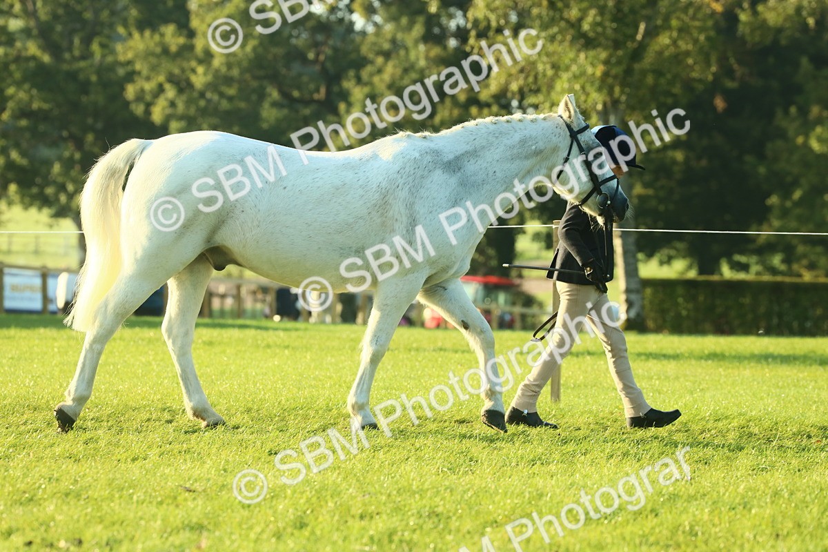 SBM_57292 - S37 - Starters In Hand Showing