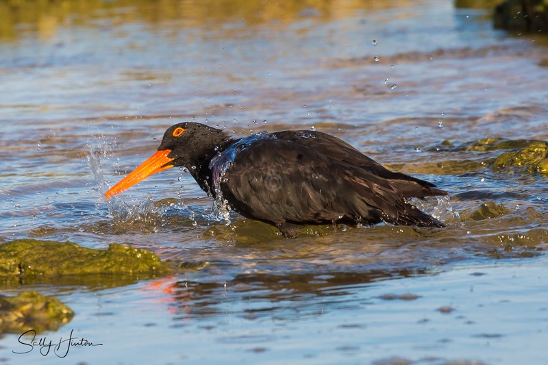 Sooty Oyster Catcher Bath 2