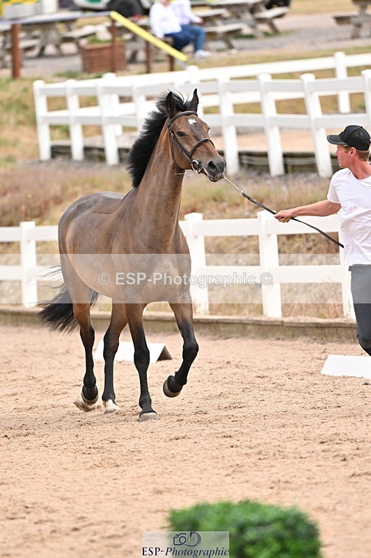 250716-150906-01693 - Trot Up 2.30 to 3.30