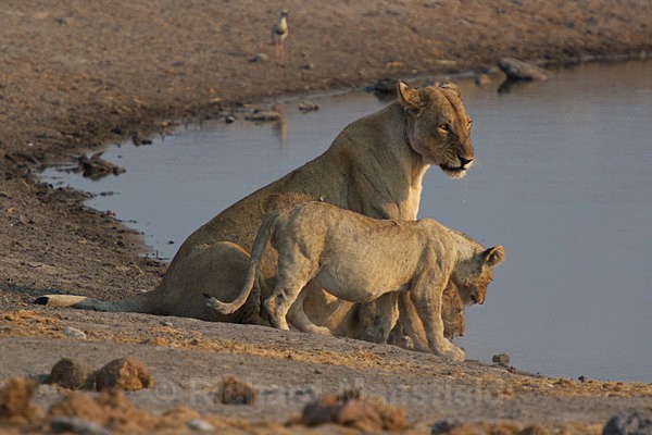  - African Journey