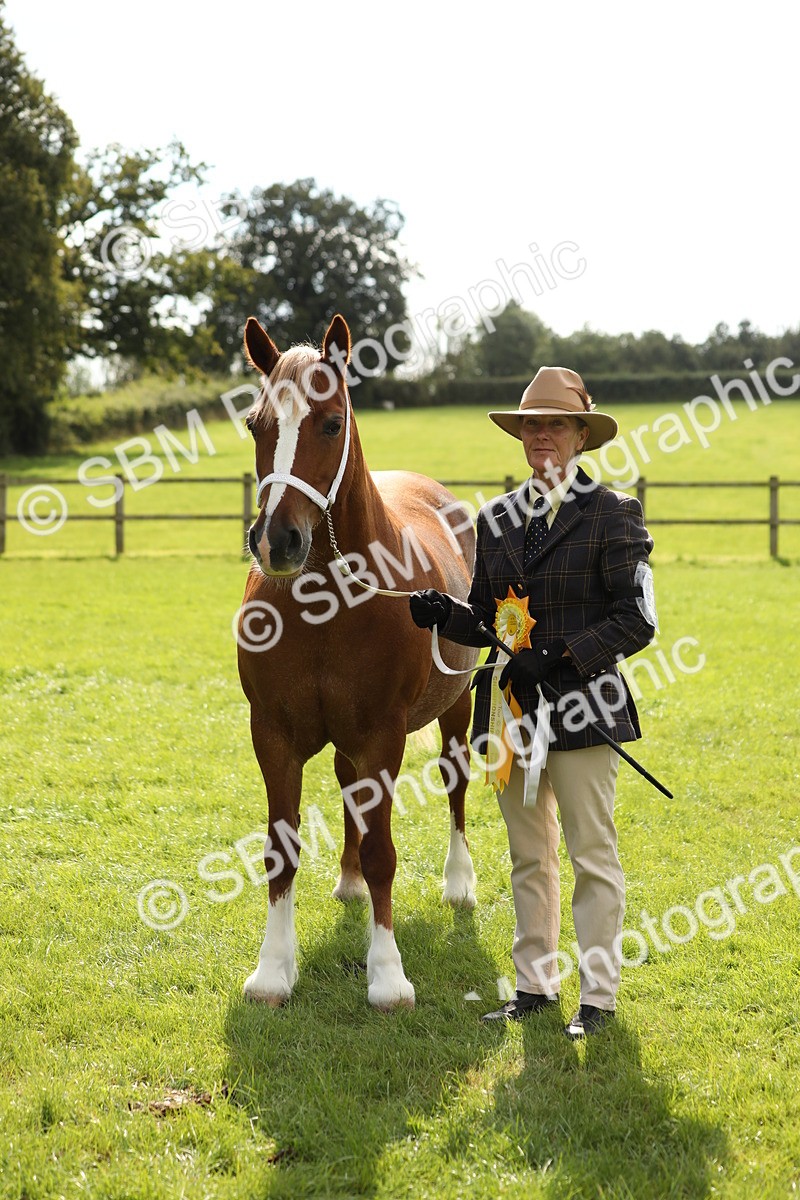 SBM_65540 - S47 - Mountain & Moorland In Hand Large Breeds