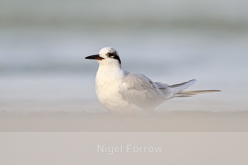 Adult Non-breeding Forster's Tern, Fort De Soto, Florida - Forster's Tern