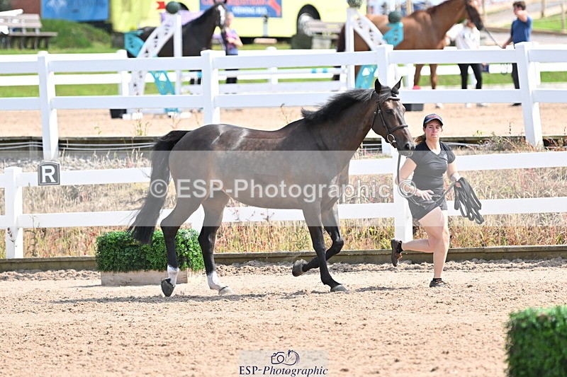 240717A-153813-02934 - Trot Up 3pm to 4pm