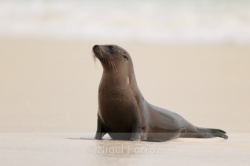 Galapagos Sea Lion, Gardner Bay, Espanola, Galapagos - Sea Lion