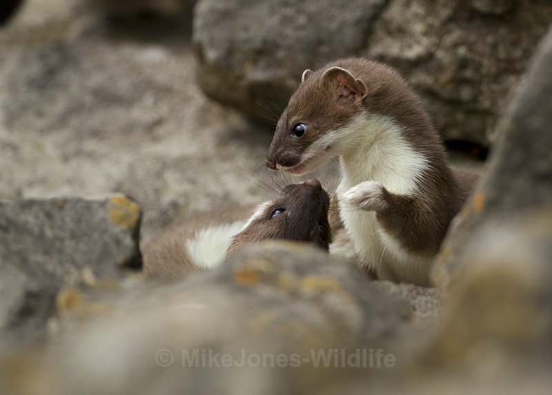 Stoat Kit. Conwy, ref st 14 - STOATS (KITS)