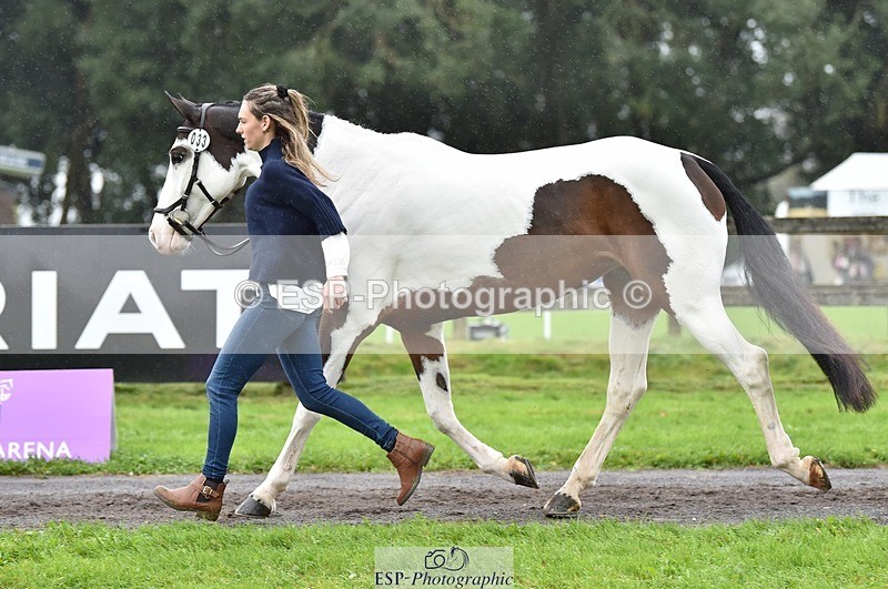 231018-122416-00268 - 033-COUNTRY.TIGER.LILLY-Milla.Read-TrotUp