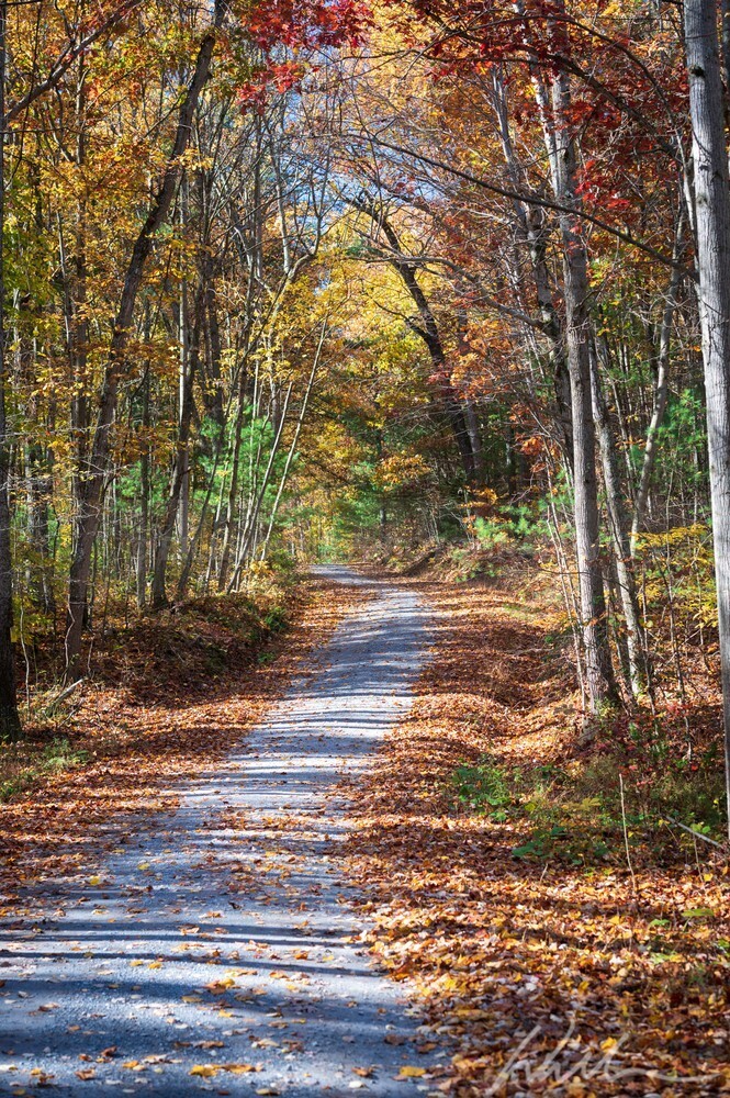 DSC_7851 - Autumn