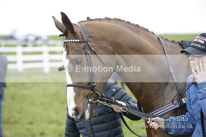 PtP 150320 0258 - New Forest Point-to-Point Larkhill 15/03/20