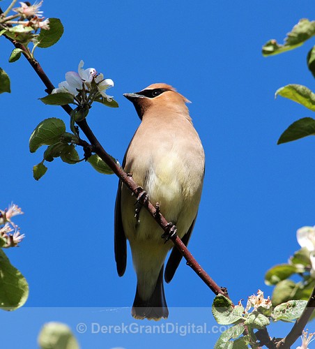 Cedar Waxwing