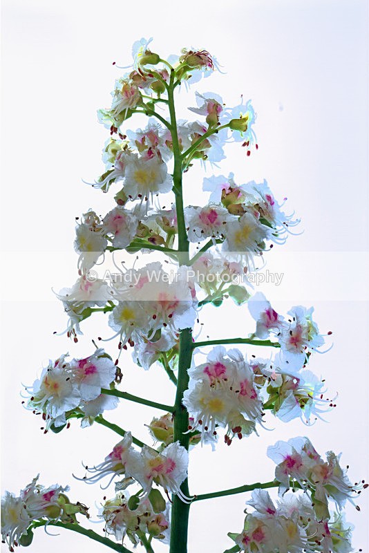 20130526-_MG_3860-1949 - Plants & Flowers