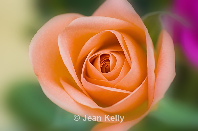 Flower - 20080715_66 - Orange