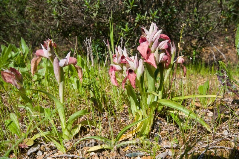 Scarce Serapias (Serapias neglecta) - Orchids - Serapias
