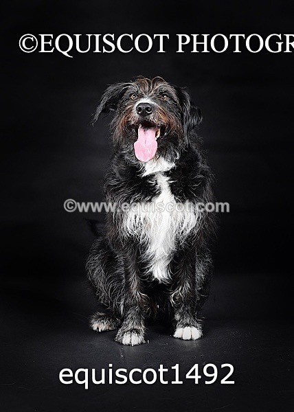 equiscot1492 - RUSSO