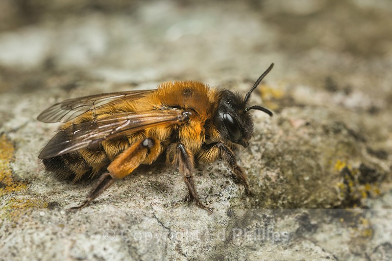 Andrena nigroaenea (f) - Andrena nigroaenea