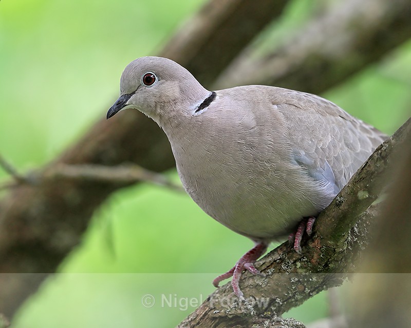 Collared Dove close view, Oxfordshire, UK - Collared Dove