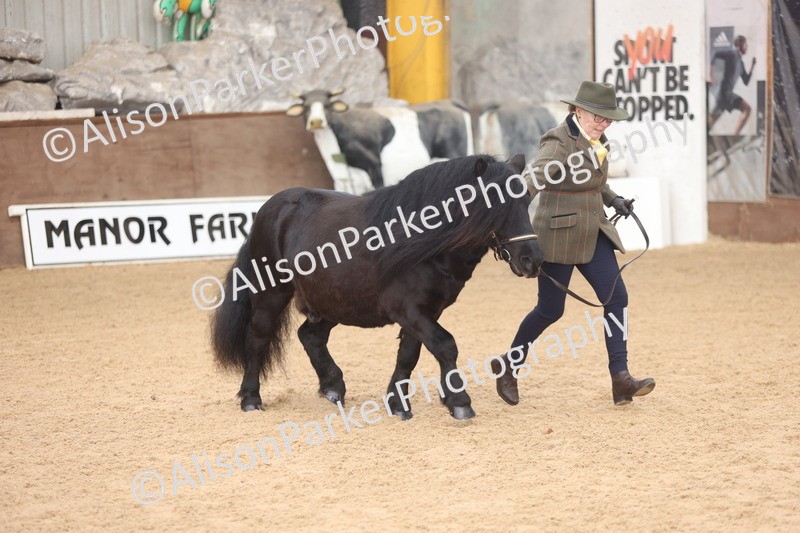 20251109-0077 - Class 4 - Stallions 4 Years and over