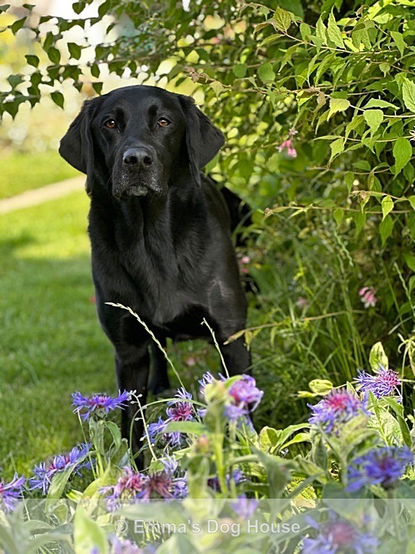  - Pawtraits