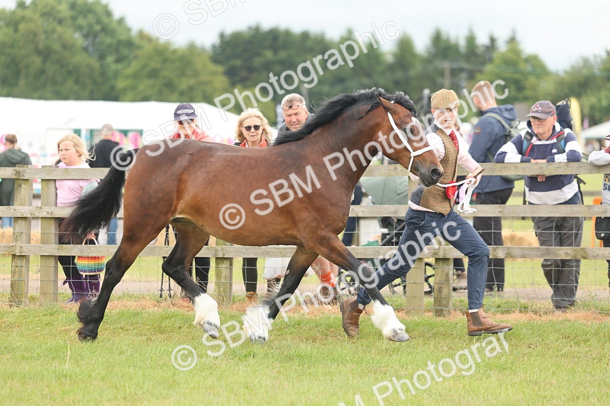 SBM_04976 - Class 50-57 - M&M Welsh Pony In Hand
