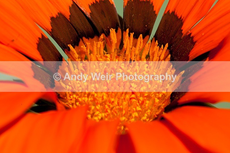 20110603-IMG_4526 - Plants & Flowers
