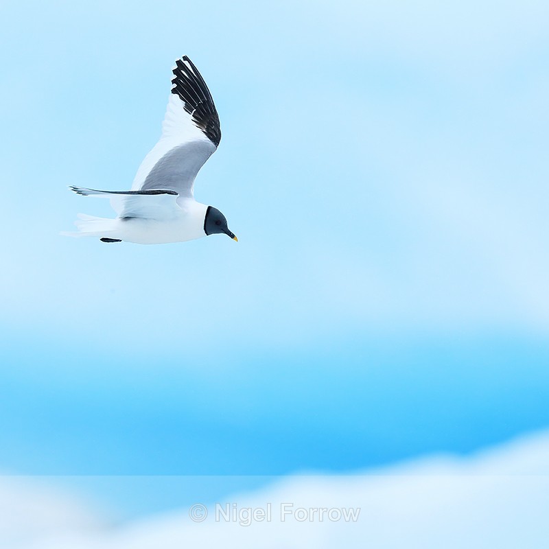 Sabine's Gull, blue iceberg background, Jokulsarlon, Iceland - Sabine's Gull