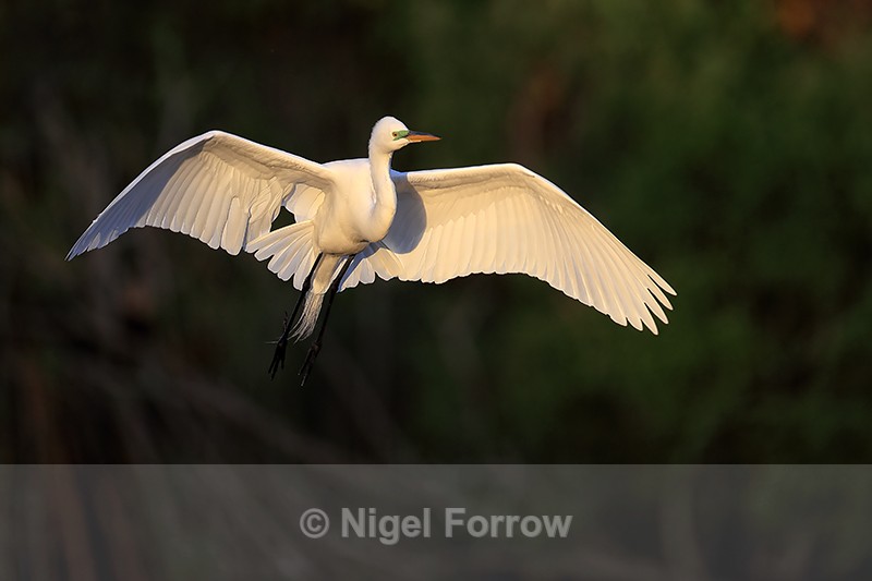 Great Egret early morning landing approach, Venice Rookery, Florida - Great Egret