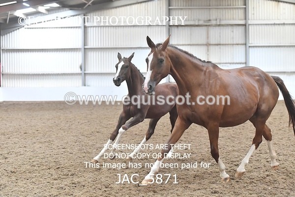 JAC_5871 - 11 Pandora of Westoak