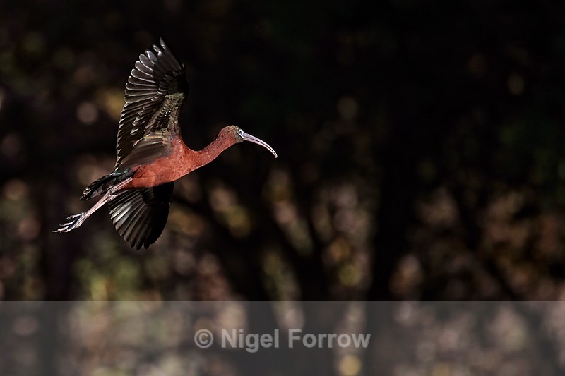 Glossy Ibis flying & dark background, Wakodahatchee Wetlands, Florida - Glossy Ibis