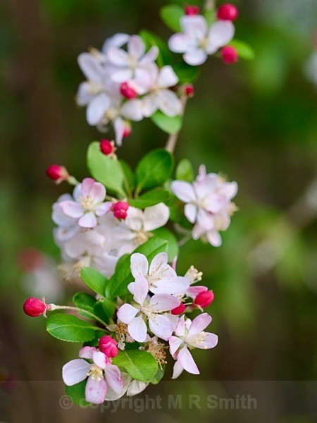 Crab Apple Blossom In My Garden - NEW GALLERY AS A SOUTH AFRICAN RESIDENT