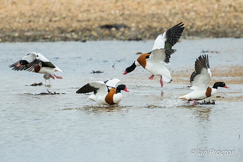 Shelduck shenanigans! - Nature