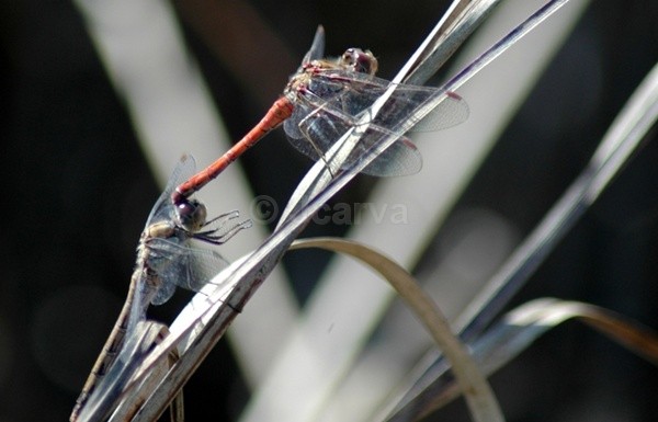 Hooked - Insects and Spiders
