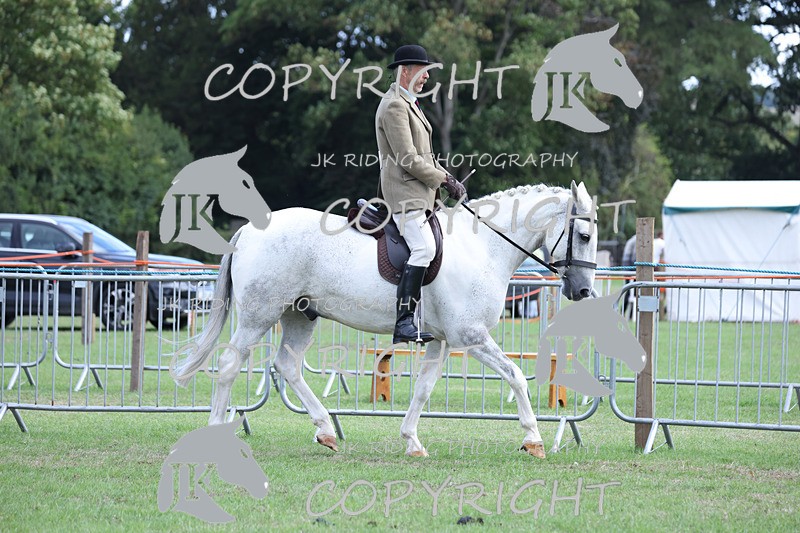 APP_4119 - Class 15a/b Pony club pony/Riding club horse