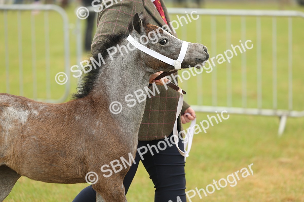 SBM_01443 - Class 50-57 - M&M Welsh Pony In Hand