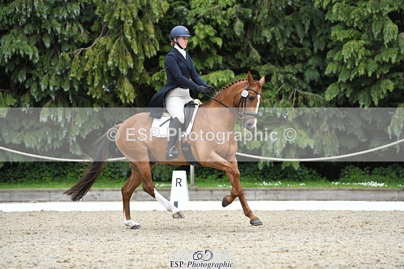 230525-144628-03177 - 323-CHESTNUT_BOBBY-Molly_Fletcher-WEDTrotUp+DR