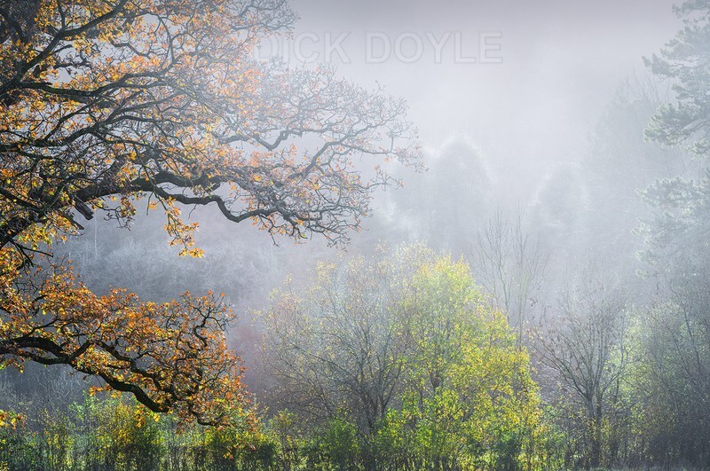 Winter woodland mist - WOODLAND AND PARKS (NEW WORK)