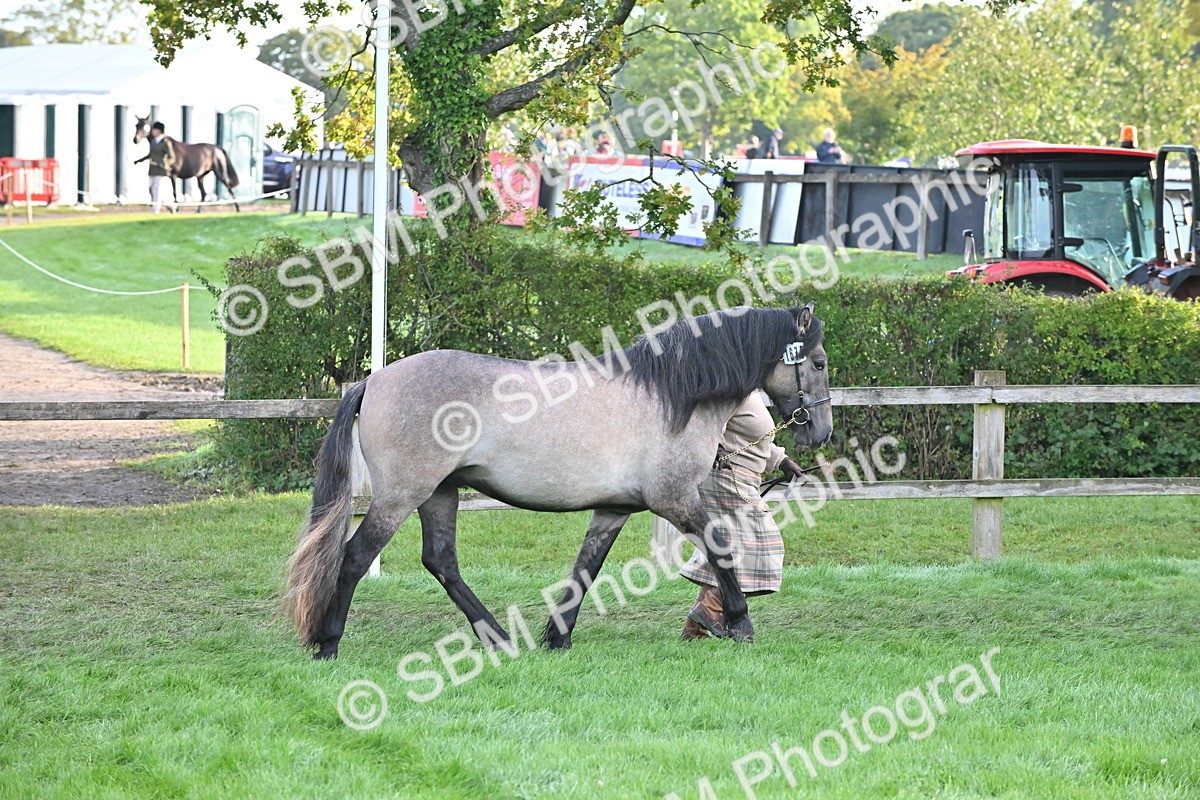 SBM_55305 - S44 - Youngstock In Hand
