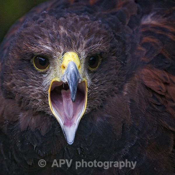 Harris Squawk.. - Square Cards