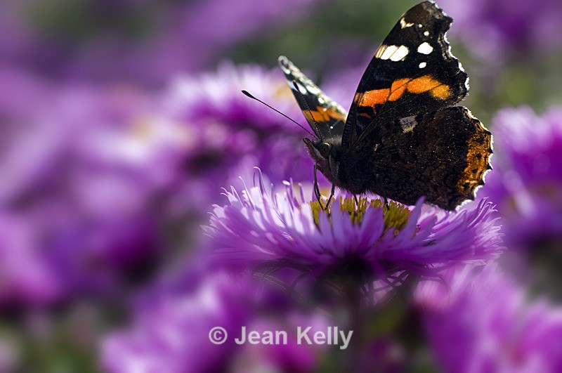 Red Admiral butterfly - 7245 - Insects