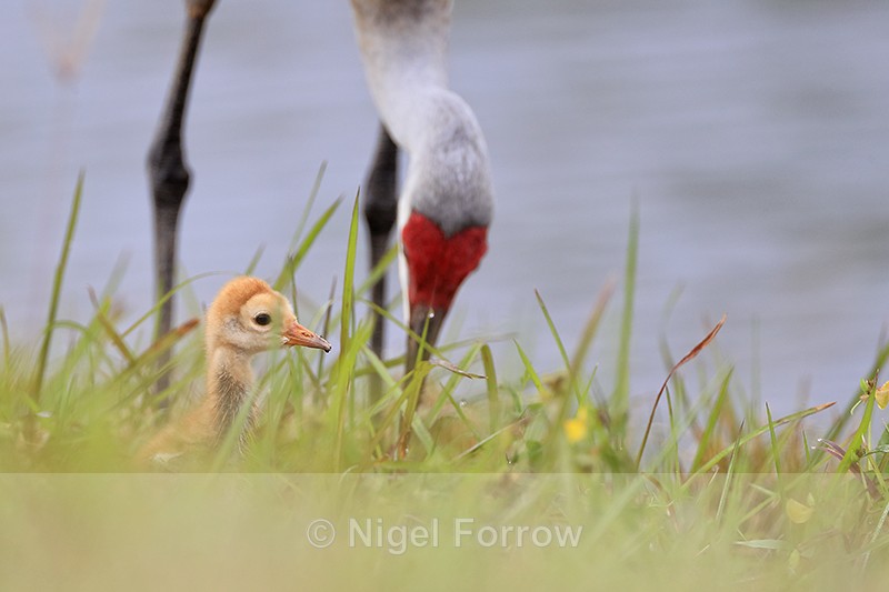 Sandhill Crane chick and parent, Harns Marsh, Florida - Sandhill Crane
