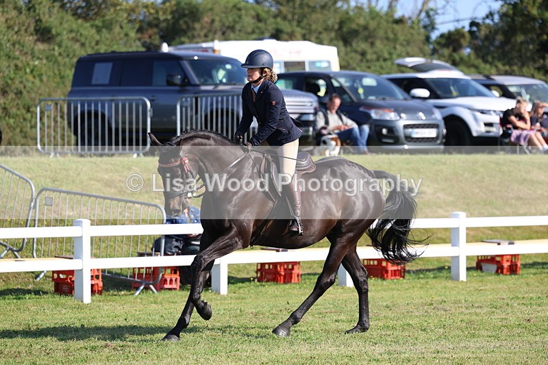 3E7A5394 - Class 2: Rising Star Large Hack/Riding Horse