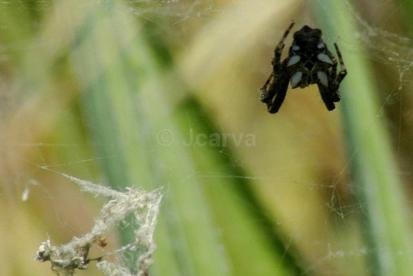 Web waiting - Insects and Spiders