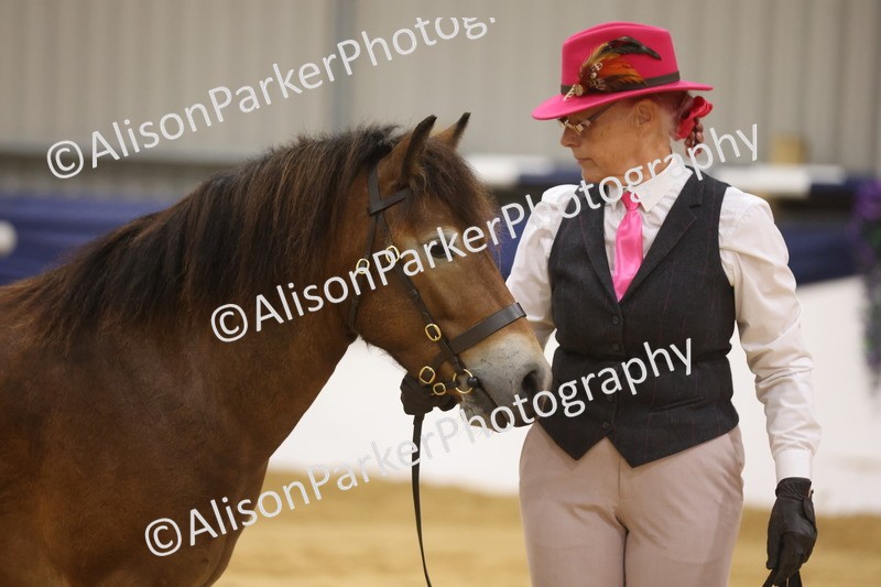 20260913-1041 - Class 109 - Bred On Exmoor In Hand