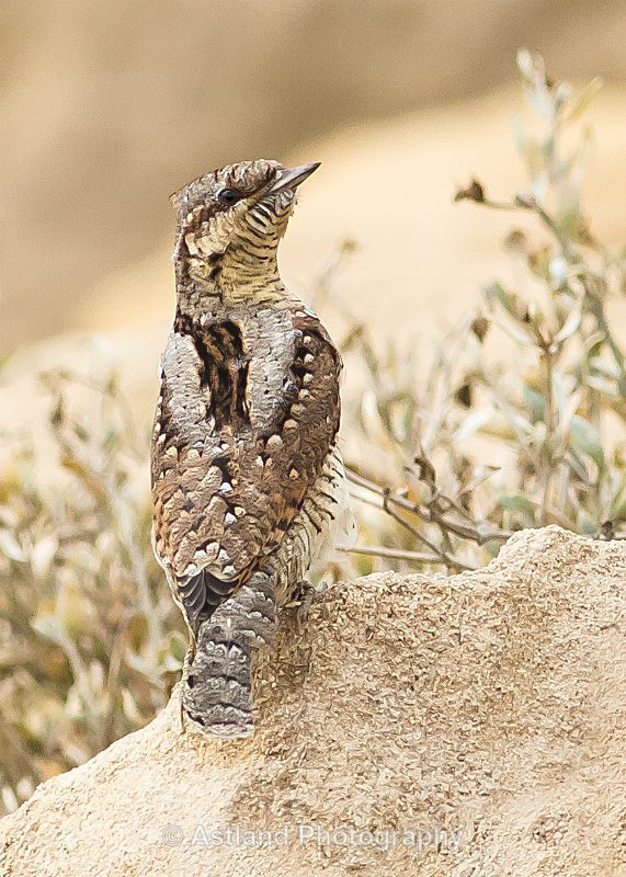 Astland Photography, Bird and Wildlife Images, Susan and Peter Wilson, U.K.