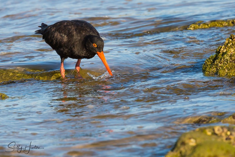 Sooty Oyster Catcher 14