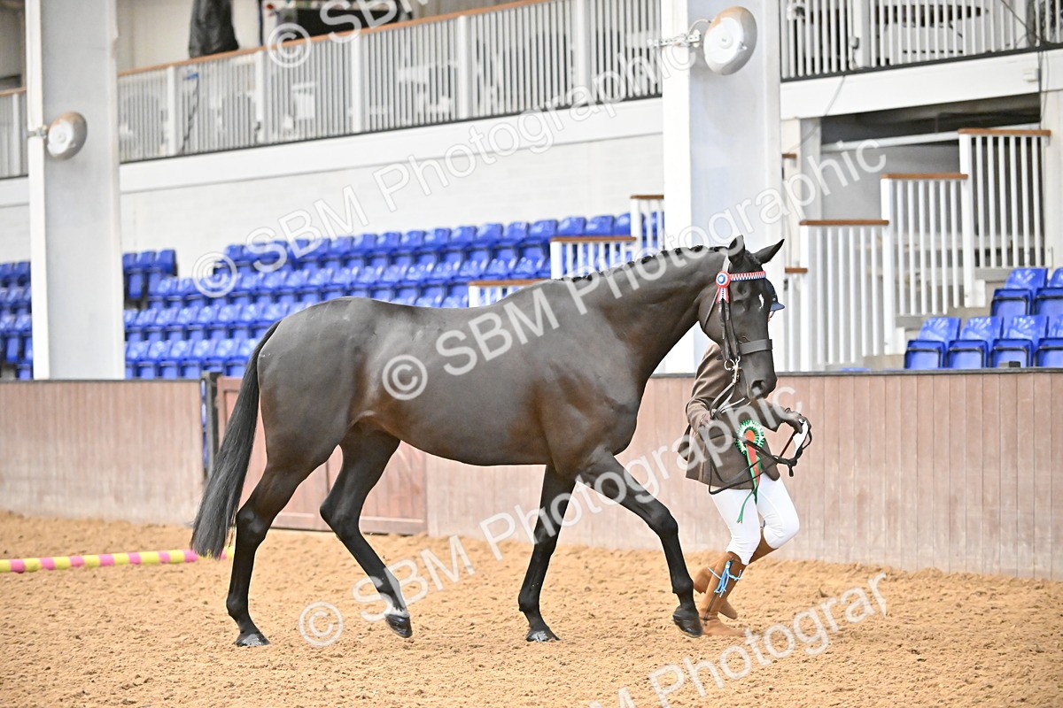 SBM_000262 - Class 7 - ROR Tattersalls In Hand