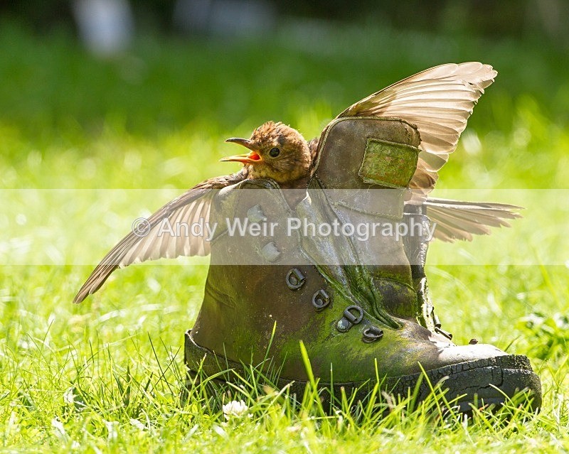 20120810-_MG_0435 - Thrushes