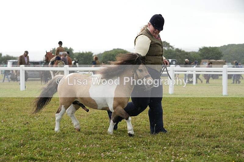 DSC04614 - Class 46: NPS Shetland Youngstock