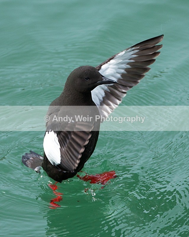 20110614-IMG_4661 - Guillemots