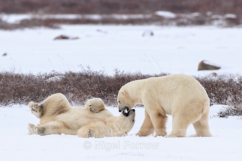Pause in Polar Bear fight, Churchill, Canada - Polar Bear